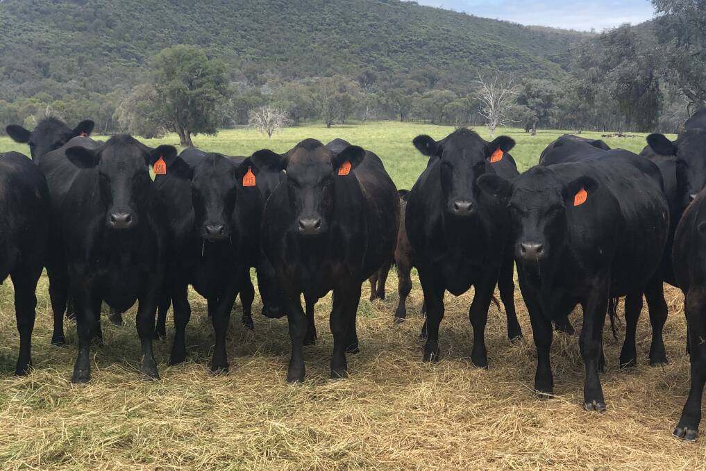 TOP QUALITY: Dick Turnbull, Blairgowrie, Holbrook, NSW, runs 400 breeding females and uses Reiland Angus genetics.