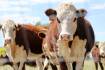 Stronger cattle prices should persist in the medium term