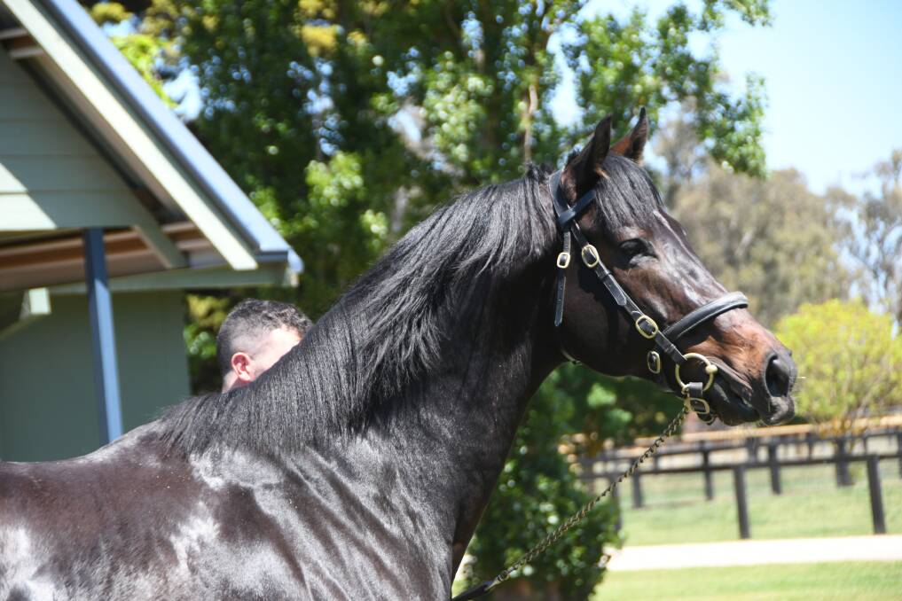 Scat Daddy sire Sioux Nation who stood his first southern hemisphere season at Swettenham Stud, Victoria. Photo: Virginia Harvey
