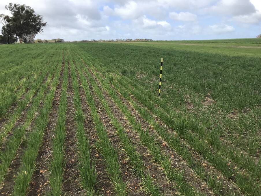 A test strip of silicon on a barley crop at Glentromie Western Australia (photographed August 2019) dramatically improved yield on a typical acidic light soil paddock.