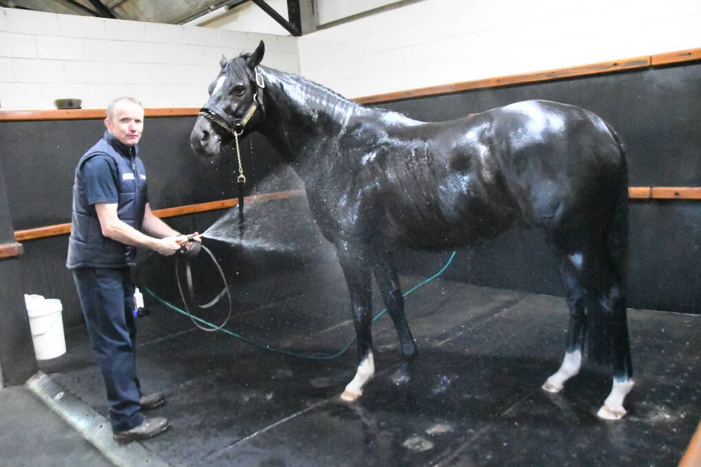 Stallion handler Gerry Ryan gives Adelaide a warm shower at Coolmore Stud. The Galileo stallion recently got his first winner, Funstar, at Canterbury. 