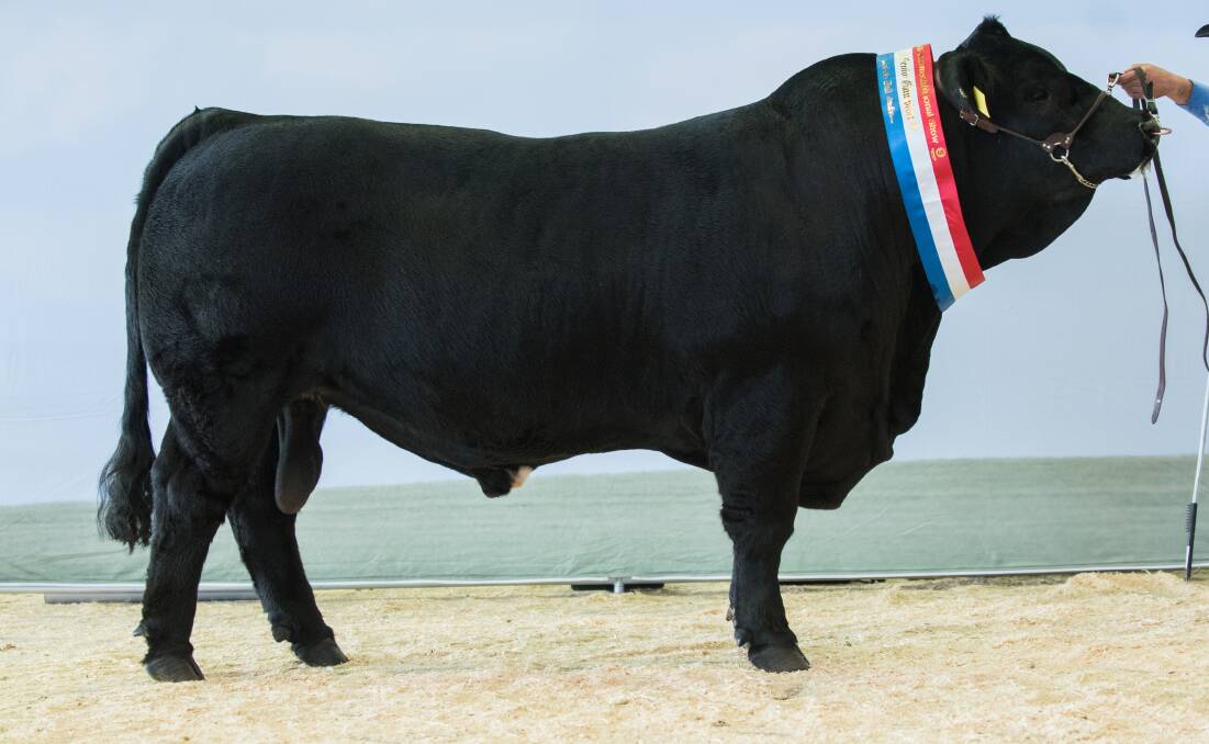 ON SHOW: The 2018 Senior Champion Simmental Bull, Round-Em-Up Top Cut Black Opal, bred by David and Ashleigh Hobbs of Molong, NSW. Photo: Emily H Photography