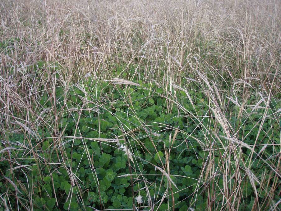 Sub clover performs best at higher soil phosphorus levels than does species like serradella.