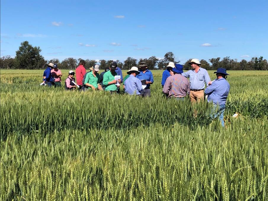 NSW DPI grain services technical specialist Peter Matthews, discusses new cereal varieties with farmers. Several new varieties have been released for sowing in 2023. Picture supplied