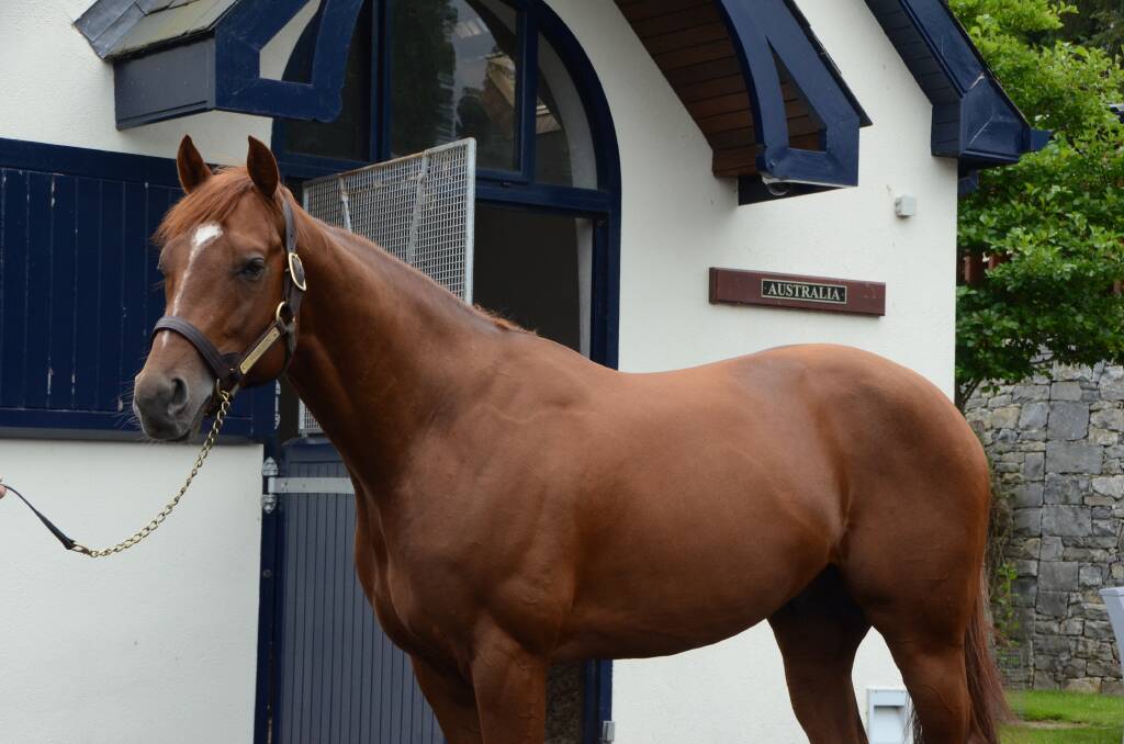 The GB bred Galileo son, Australia on parade at Coolmore Stud Fethard, Ireland in 2015. He served 229 mares last year. Photo: Virginia Harvey