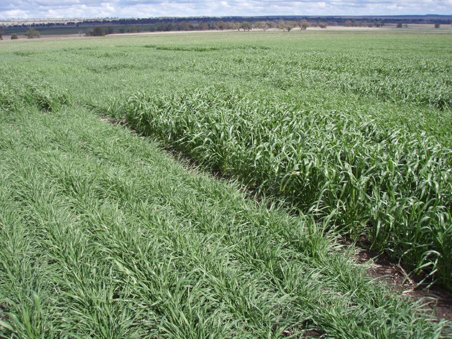 A typical GRDC funded dual purpose winter cereal trial assessing new lines for superior yield and other traits like disease resistance.