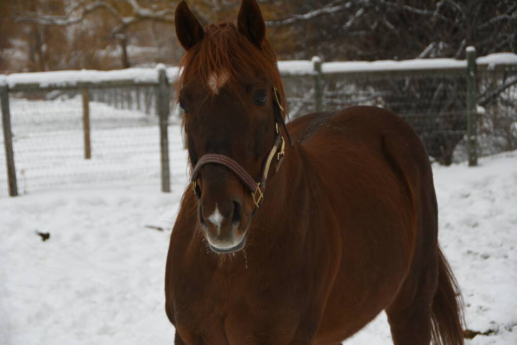Flying Horse Farm's successful sire Sungold happy in his snow covered paddock. Photo by Virginia Harvey