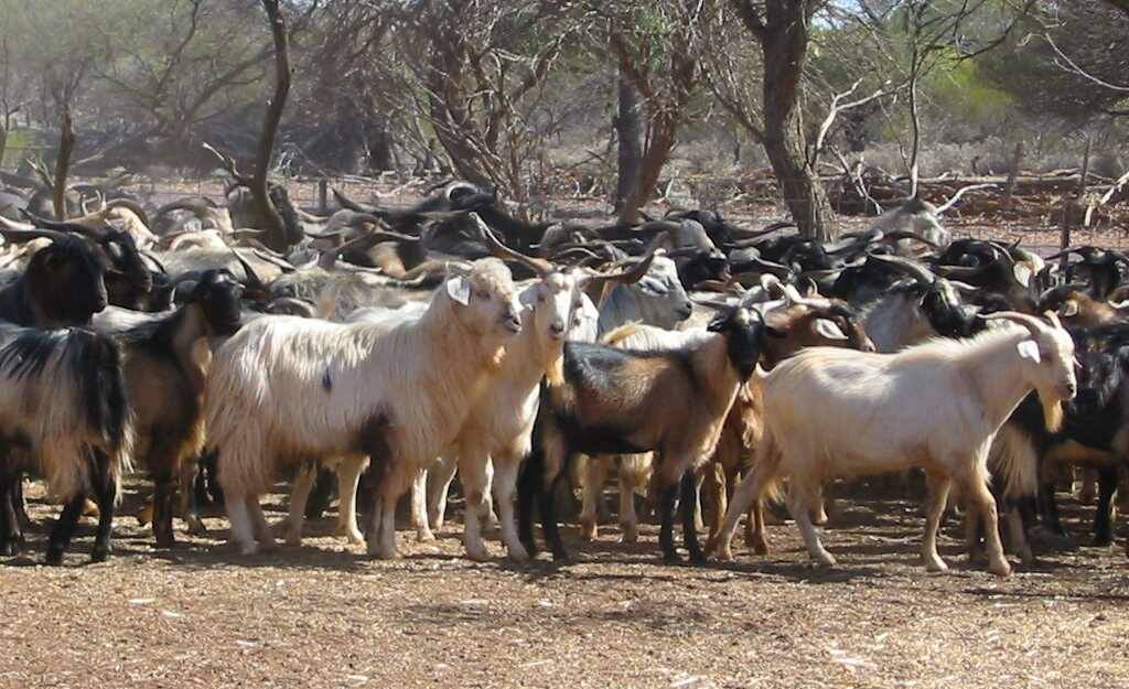 The three-year average labour cost for rangeland goats is $11.34 per dry sheep equivalent.