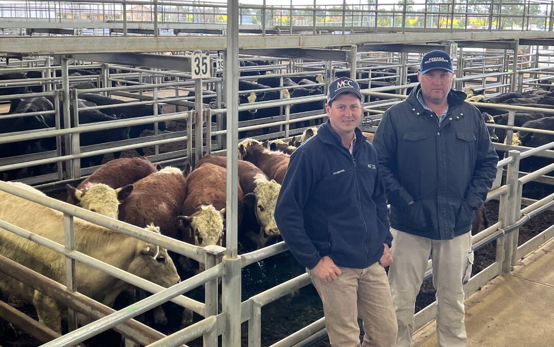 McCarron, Cullinane, Chudleigh livestock agent Hugh Dobell, Forbes, and Andrew Quirk, Pinnacle Poll Herefords, Forbes, with a pen of slaughter yearling steers.