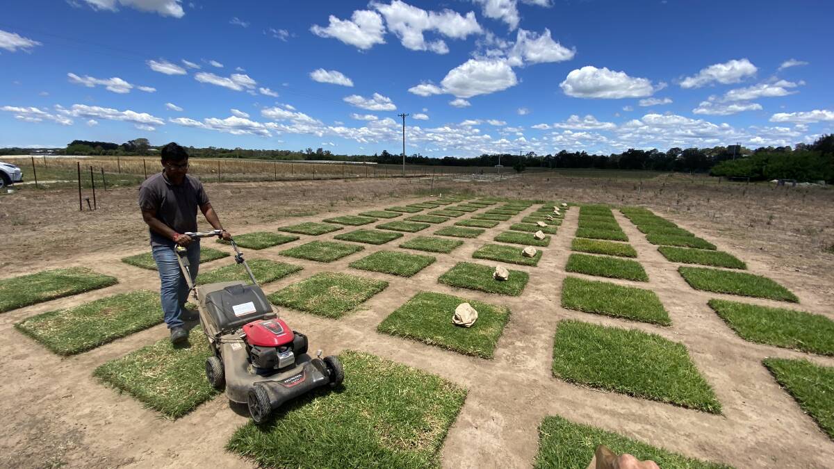 Post-doctoral fellow Dr Amit Singh harvesting biomass using an electric mower on a small plot trial of kikuyu. Picture supplied by Professor Richard Trethowan
