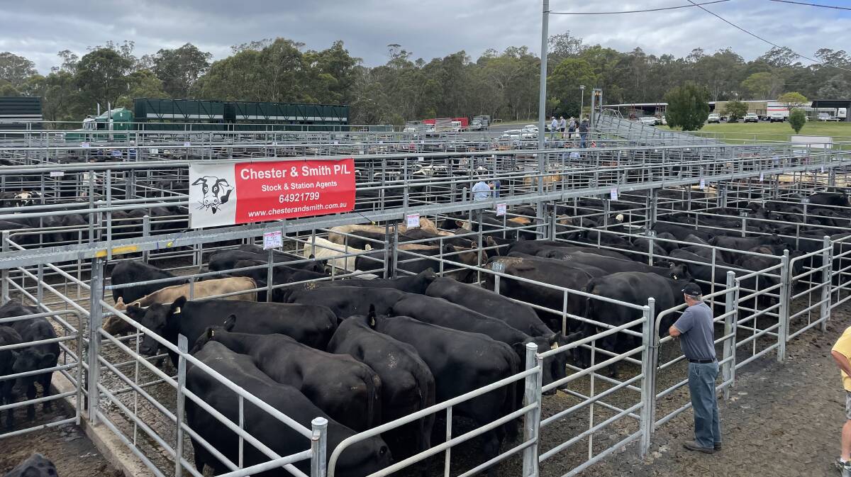 JL Tett, Cobargo, sold PTIC cows to a top of $2320. Picture supplied