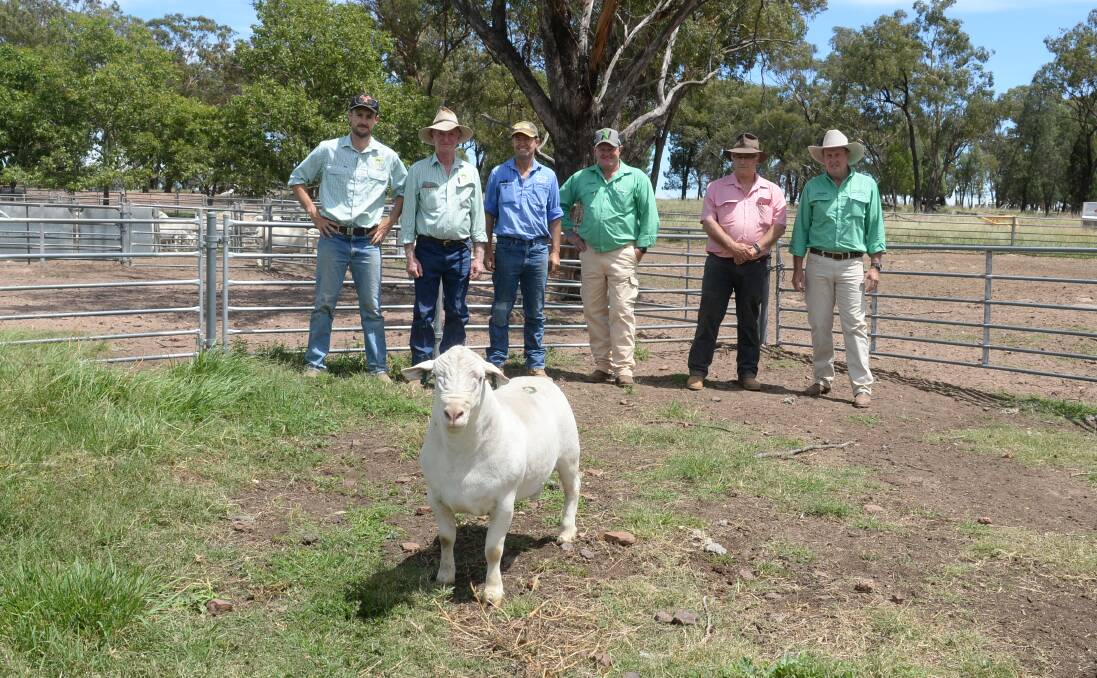 TOP PRICE: The $5200 sale-topper at the Annalara White Dorper stud sale with vendors Jack and Steve Cresswell, Annalara stud, Dubbo; buyer, Ben Laird, Mount View Pastoral, Hillston; auctioneer John Settree, Nutrien, Dubbo; Scott Thrift, Elders, Dubbo, and David Russell, Nutrien Russell, Cobar.