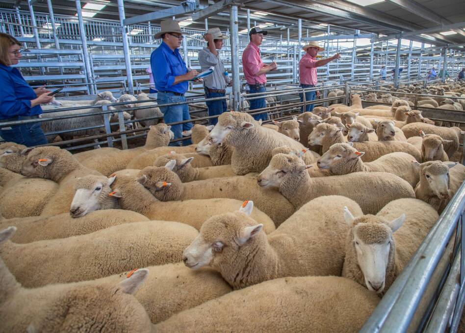 Heavy sheep slaughter to see flock numbers at a new low