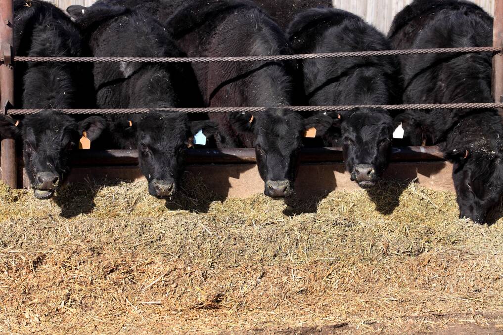 The number of cattle exiting feedlots was down markedly, with 8 per cent fewer grain-fed cattle marketed.