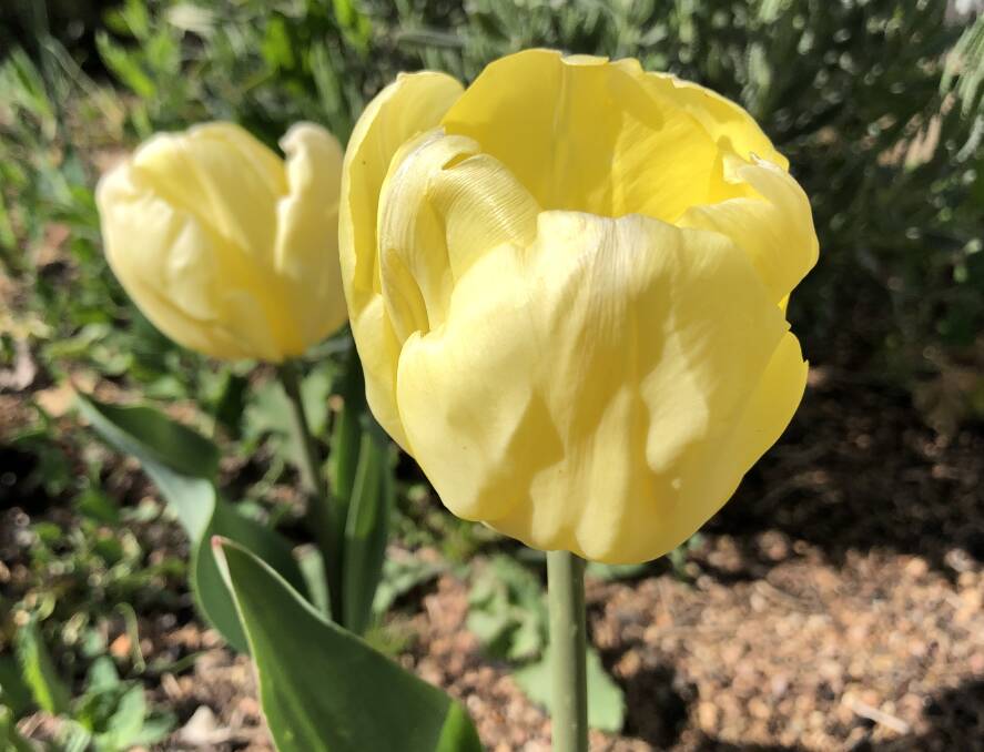 Tulip 'Lemon Delicious' has long lasting flowers from late September.