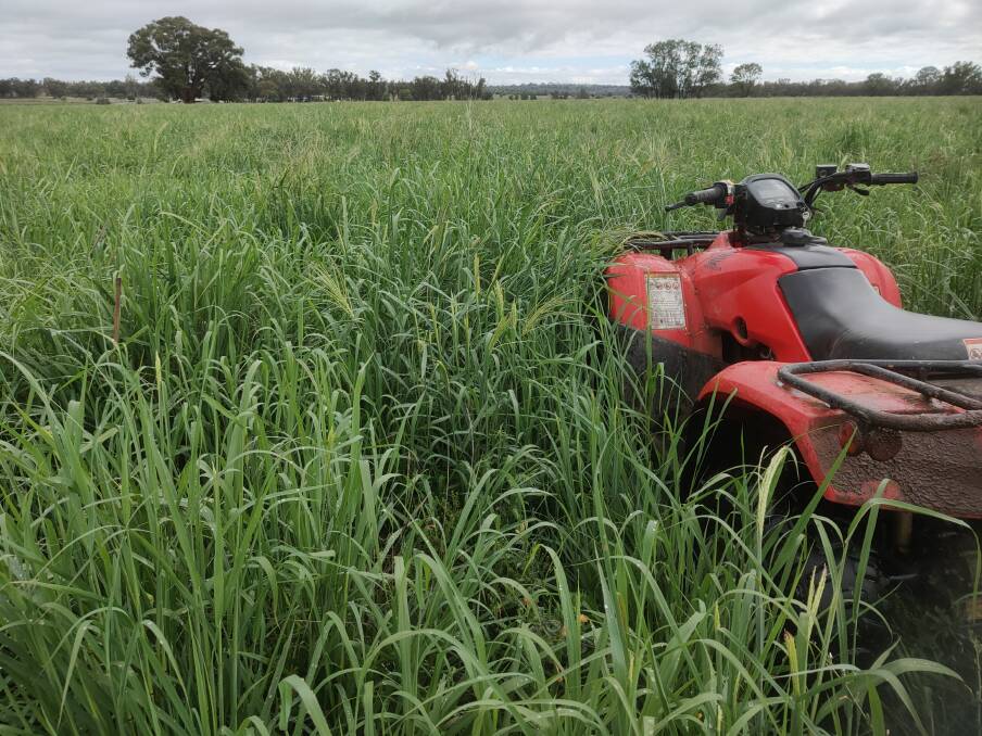 High-quality tropical grass as a consequence of good soil nitrogen. Legumes, nitrogen fertiliser, or a combination of both are important for good soil nitrogen. Picture supplied
