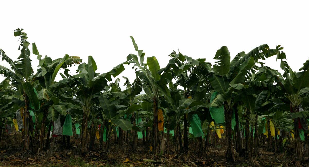 Papyrus Australia uses technology developed by its CEO, Ramy Azer, to recycle banana trees, using the fibre to make, among other things, panel boards. File picture