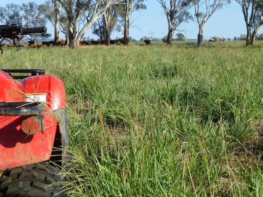 Competitive tropical perennial grass pastures can be an important part of an integrated control or eradication program of weeds like St Barnaby’s thistle.