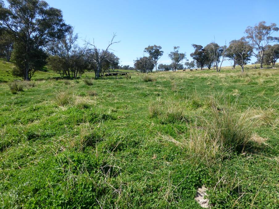 Fertilised native pastures combine higher productivity, good biodiversity and improved soil quality, including increased carbon and water infiltration rate.