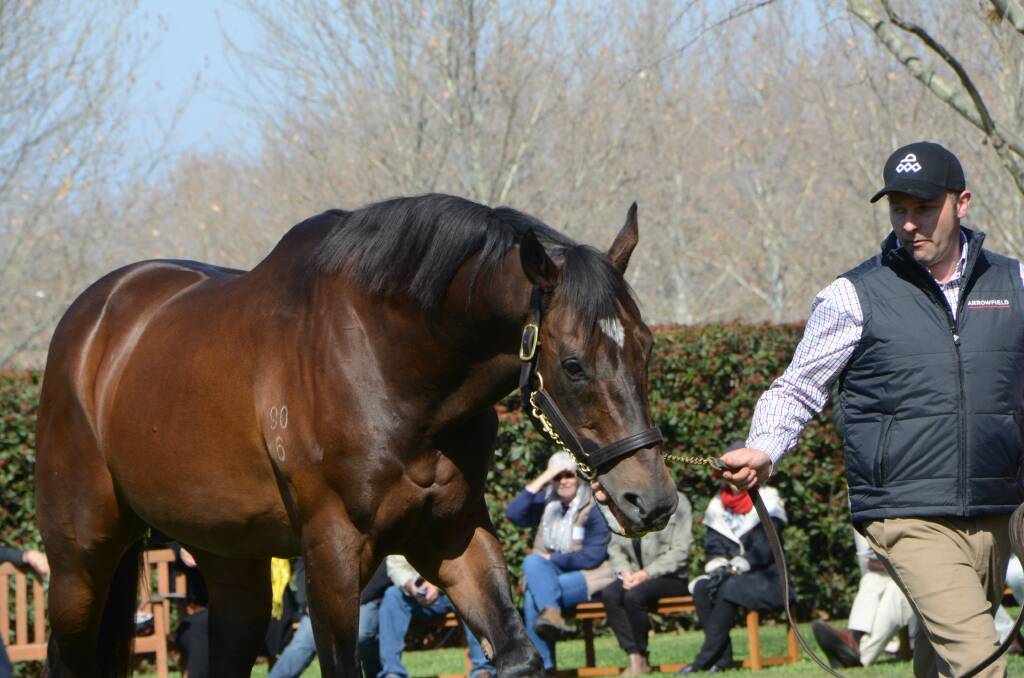 Stallion handler Joe Hickey and the now deceased champion sire Redoute's Choice at Arrowfield Stud, Scone. Photo Virginia Harvey