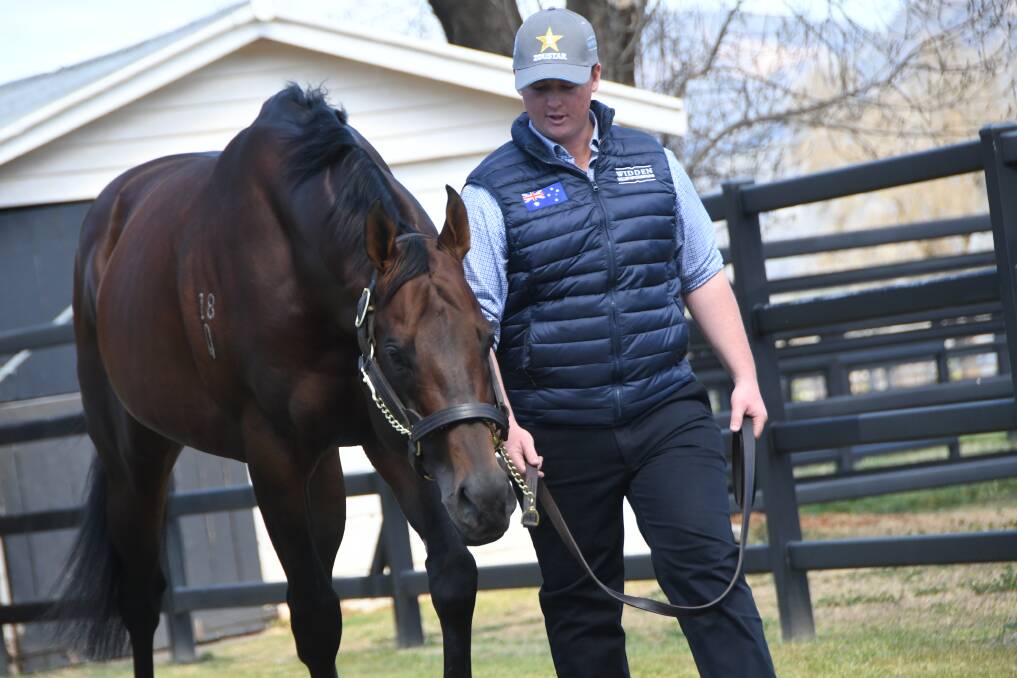 Widden Stud's high profile sire Zoustar (pictured with handler Nathan Curry) will begin his second northern hemisphere stud season in England next month. Photo Virginia Harvey