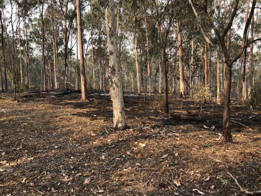 Cool burnt forest country pictured in 2018.