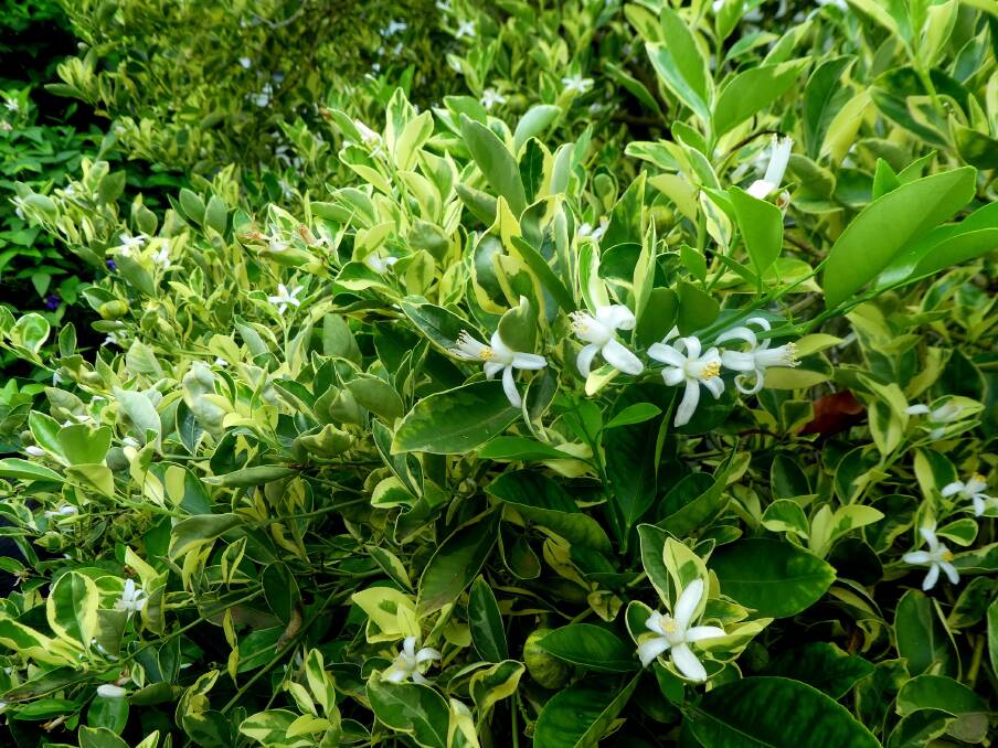 Variegated calamondin tree growing on the coast is covered in sweet smelling blossom after recent heavy rain.