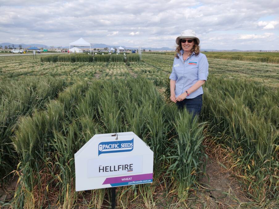Longreach Plant Breeders' Dr Meredith Herring, explains the attributes of their new variety Hellfire at the 2019 Narrabri field day. Hellfire is set to replace Spitfire.