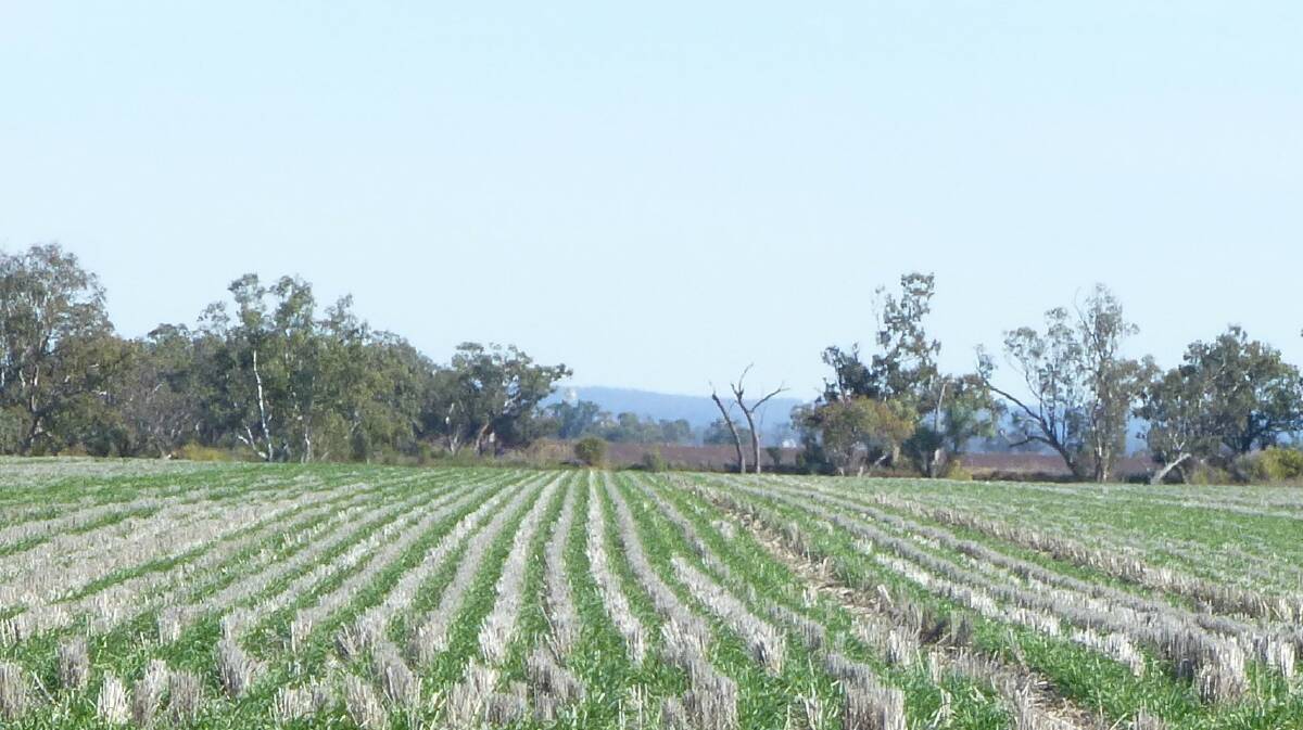 Australian research has shown zero-tilled crops improves capture and storage of soil moisture and results in higher crop yields.