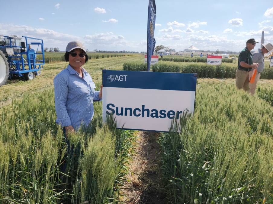 AGT senior wheat breeder Dr Meiqin Lu, releases the new variety Sunchaser at the 2019 Narrabri spring field day. Sunchaser is a more reliable, higher yielding, more disease resistant APH variety suited to main season sowing.