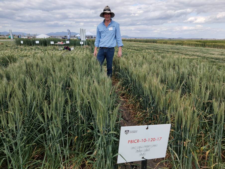 Leader of the Narrabri crown rot research team, Dr Phil Davies, checks wheat with improved crown rot tolerance.