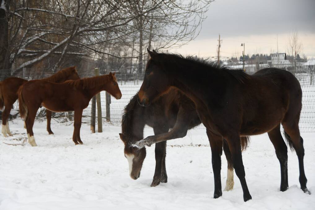 Yearlings, including a Jersey Town colt scratching his itchy ear, resting after a hearty play around in their snow covered paddock. Photo by Virginia Harvey