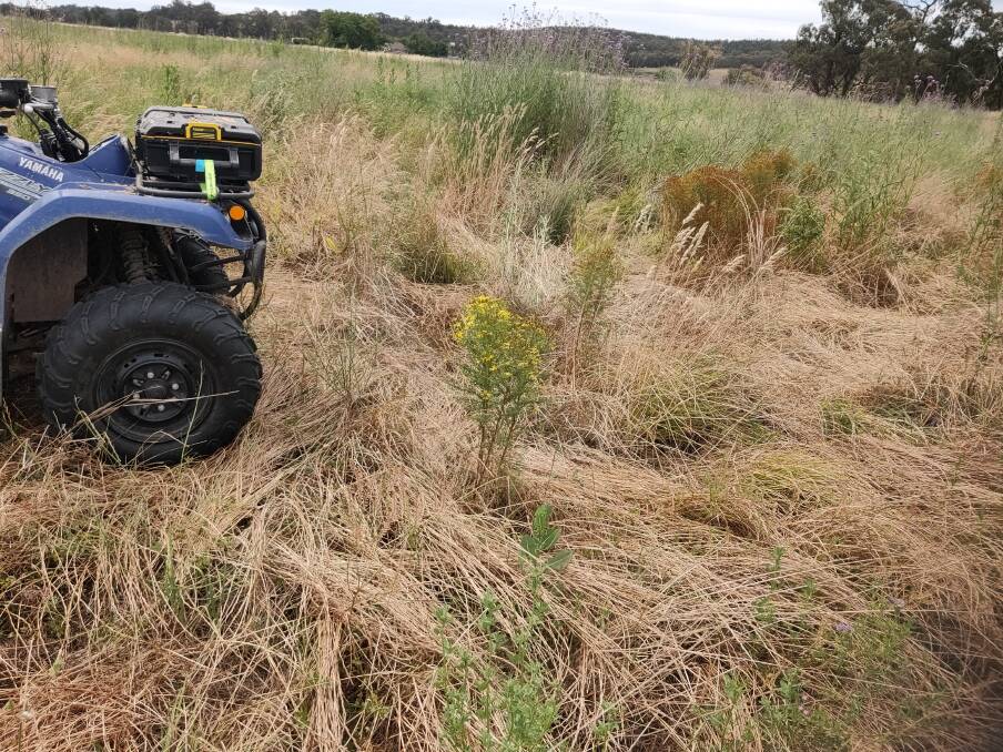 Monitoring paddocks a second and third time is commonly required to pick up late flowering or smaller St Johns wort plants, especially in a year like 2022/23, where paddock herbage growth can be high. A previously missed plant is pictured in front of the bike. Picture supplied
