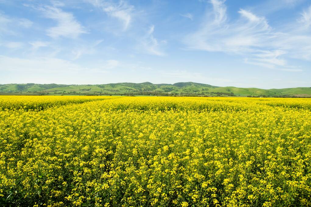 Canola plantings seem to have been uninterrupted for the most part on the east coast and any sown early have managed to germinate well. Picture by Shutterstock