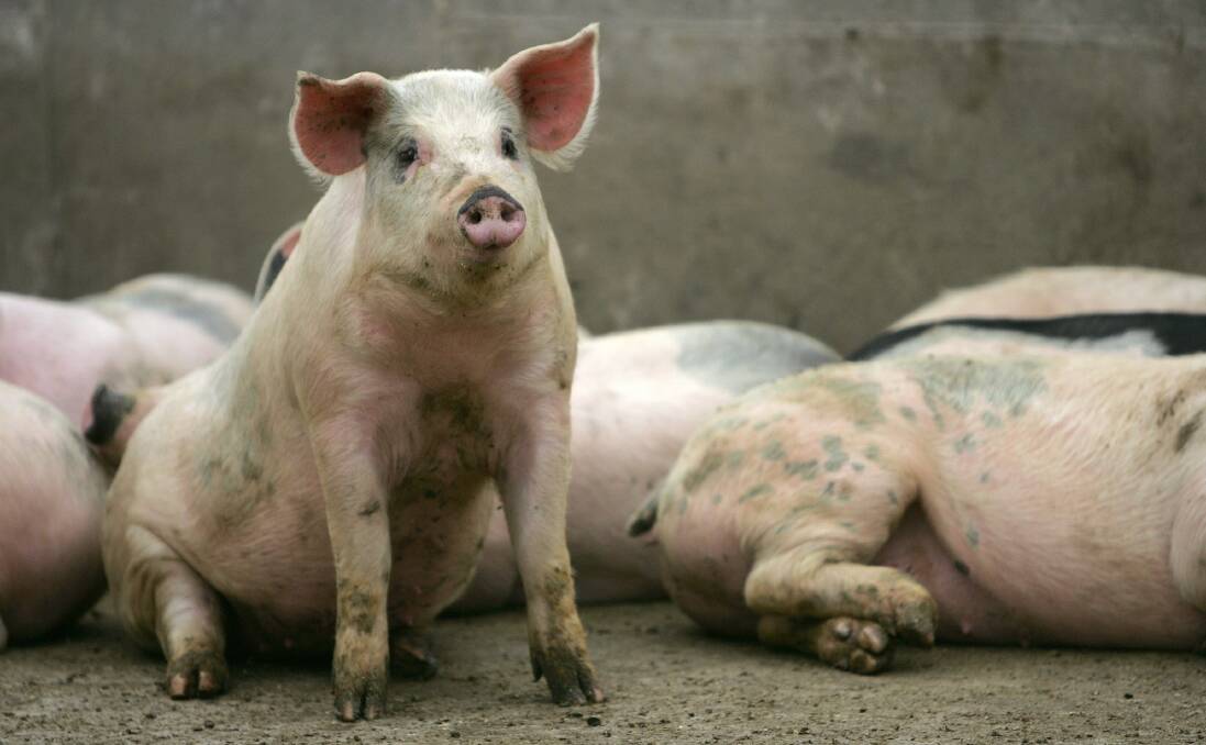 Australian authorities alert to swine fever risk