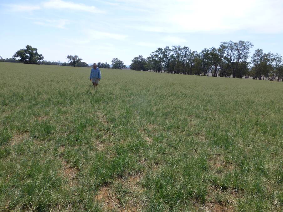 Consol lovegrass in early November 2018 at Caroona, was rapidly recovering from light rain, providing excellent feed when little other quality feed was available.