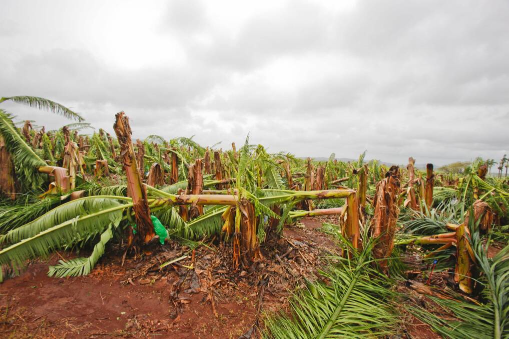 A banana crop destroyed by a cyclone.