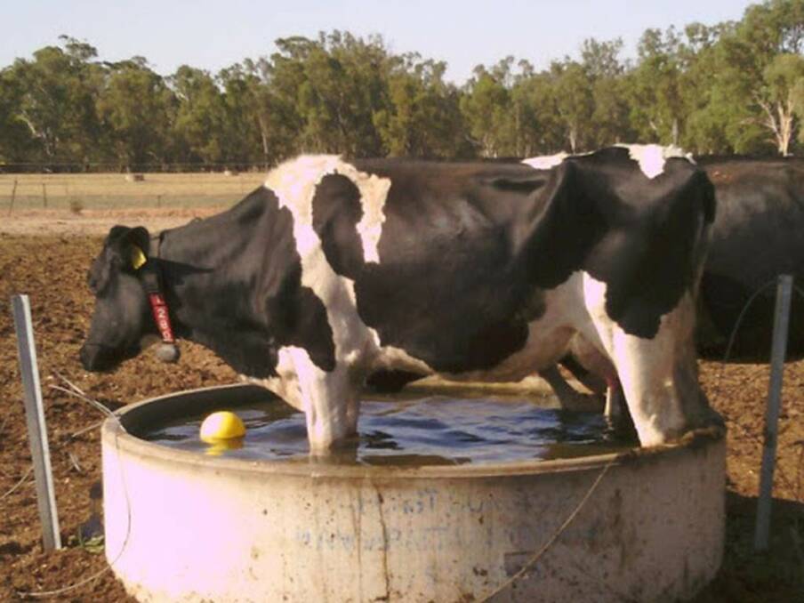 A cow finds relief from the heat by jumping in a water trough at the University of Melbourne's Dookie, Victoria farm.