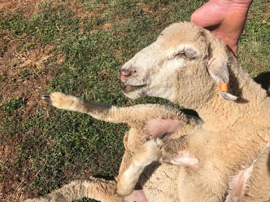 A lamb with severe liver disease and photosensitisation after grazing on sweet panic.