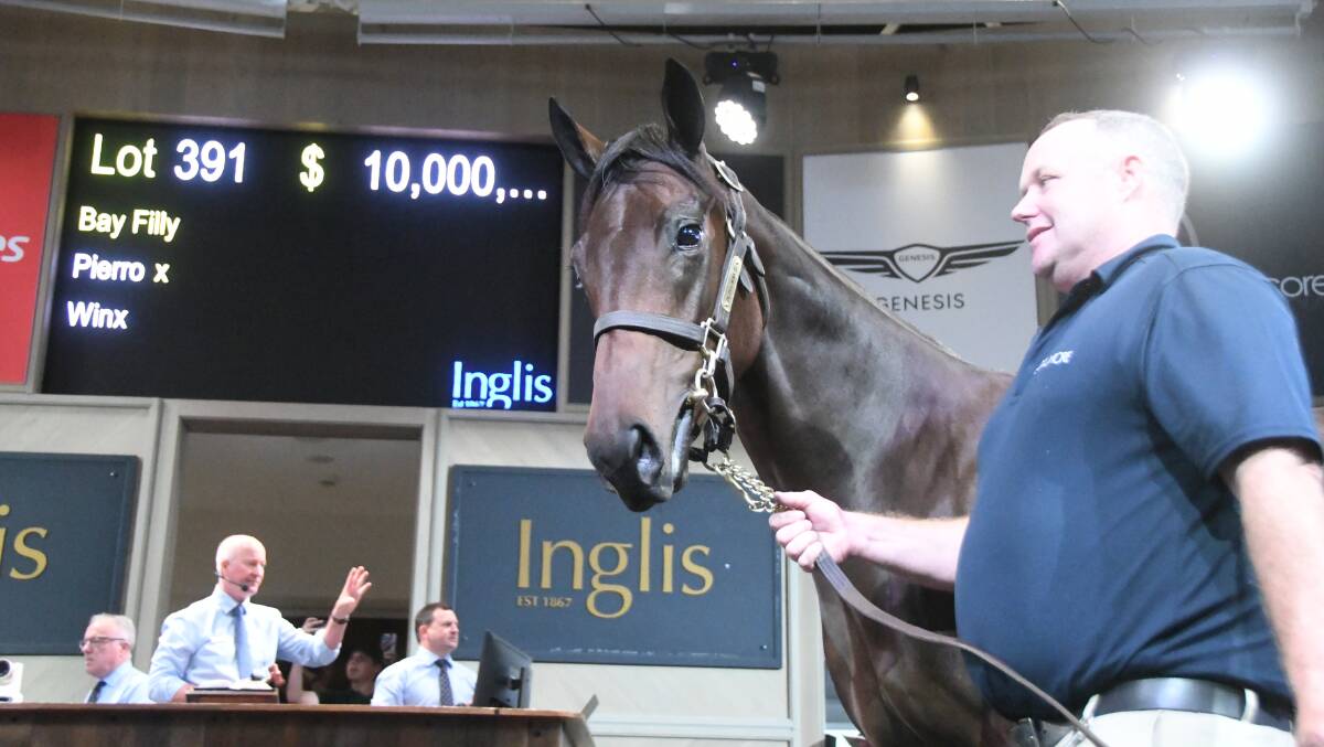 The yearling filly that sold for $10 million at Inglis Easter Yearling Saleout of Winx by Pierro led by groom Paddy Sheehan. Picture by Virginia Harvey