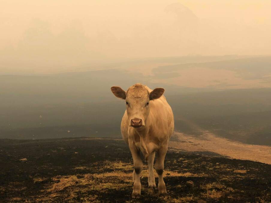 A heifer on torched countryside at Cobargo, NSW, following the New Year's Eve bushfire catastrophe that has crippled many farmers. Photo by Clinton Leahy.