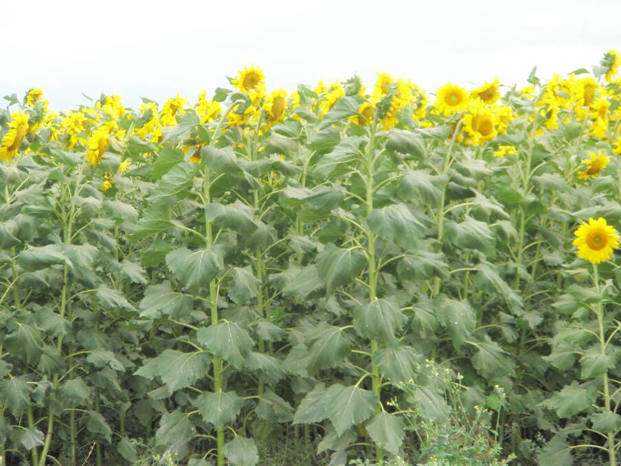 Sunflowers are a summer crop option given good sub soil moisture. Flexible sowing, can be relatively quick and possible to re-sow to winter crop if a good summer occurs.
