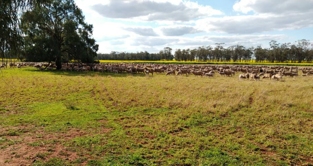 INCREASING NUMBERS: The Wilson family owns and operates an aggregate of three properties at Ungarie, Central West NSW. 