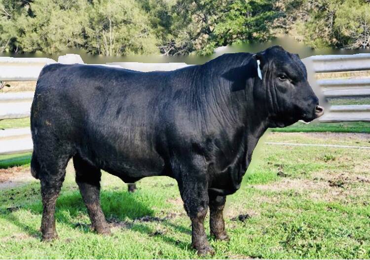TOP SIRE: The Ritters purchased Pentire Quarterback Q4 for $12,000 from Pentire Angus stud in 2020.