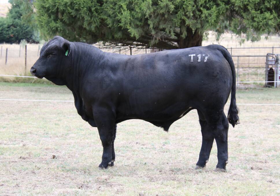 VC Take Charge was purchased by David Galpin, Penola, South Australia, for $8000.