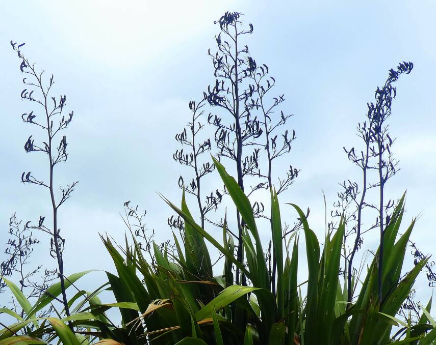 Tall seed heads of Kiwi flax (Phormium tenax) add structure to the winter garden.