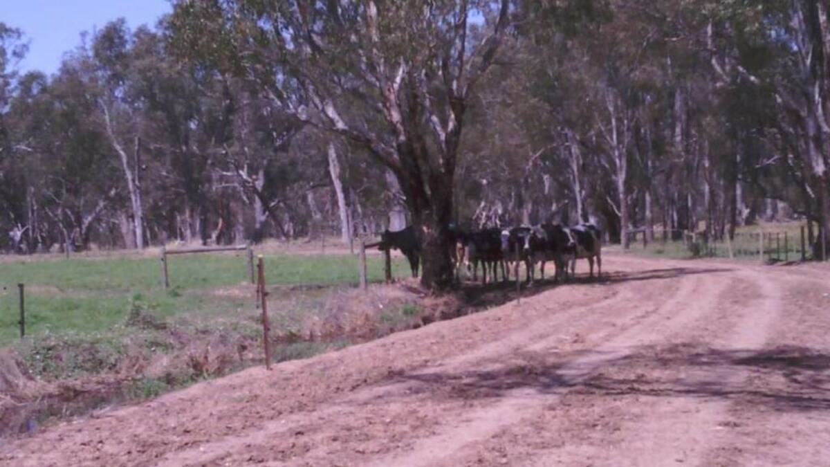 Cows seek shade at the University of Melbourne's Dookie, Victoria farm.