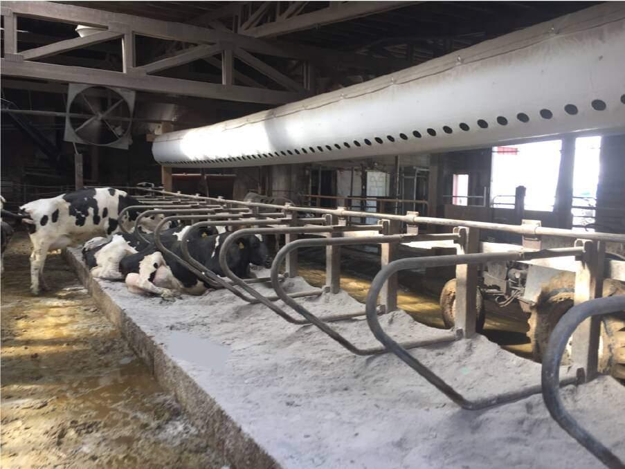 A tube system installed above a single row of stalls in a free stall facility. Photo: The Dairyland Initiative