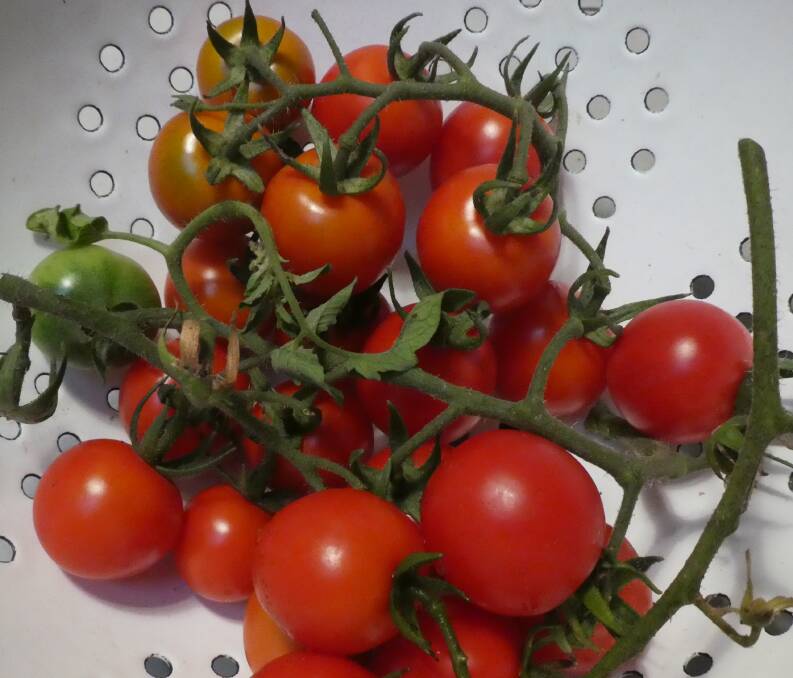 Cherry tomatoes will keep producing until the first frost, but must be watered regularly.