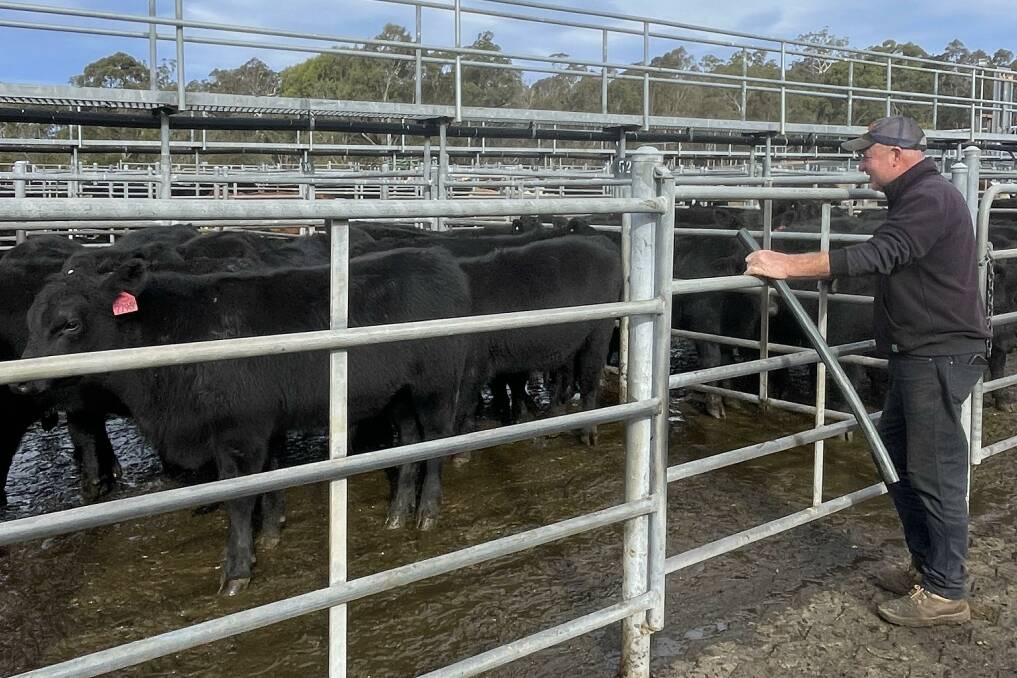 Raymond Grant, Bega, with his Angus steers that sold to a top of $1150 a head. Picture supplied